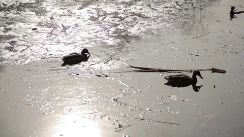 Ducks swimming in the lake Stock Footage 73259045