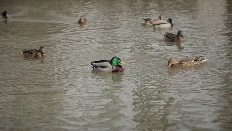 Ducks swimming in the lake Stock Footage 73259084