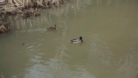 Ducks swimming in the lake Stock Footage 73259089