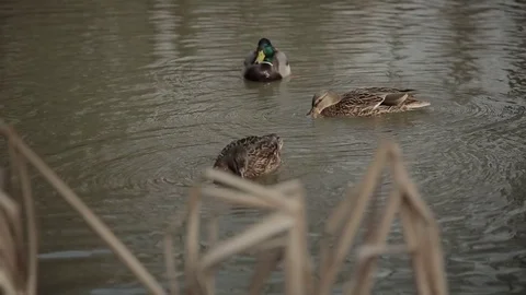 Ducks swimming in the lake Stock Footage 73259092