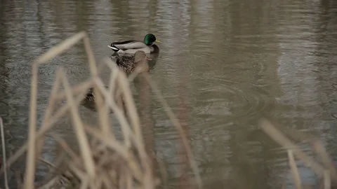 Ducks swimming in the lake Stock Footage 73259118