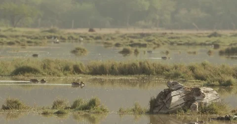 Ducks Swimming on Lake 動画素材 81224799