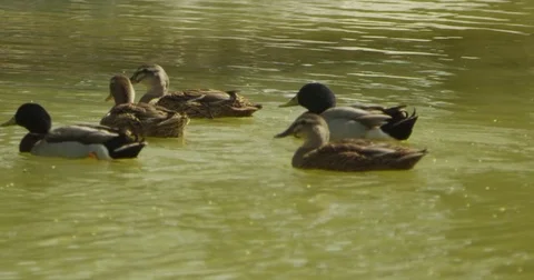 Ducks Swimming on Lake Stock Footage 81225430