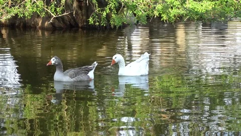 Ducks Swimming On Lake Stock Footage 84326403