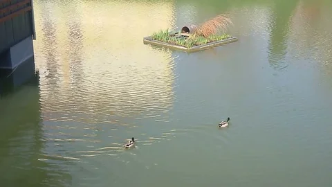 Ducks swimming in the lake Stock Footage 90993261