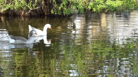 Ducks Swimming on Lake Stock Footage 94235327