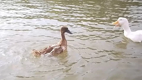 Ducks swimming on the lake Stock Footage 108357799