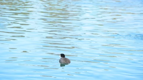 Ducks Swimming  on the lake Stock Footage