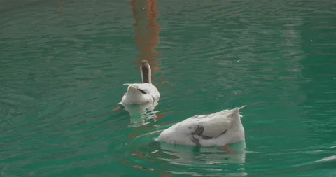 Ducks swimming in the lake Stock Footage 131824933