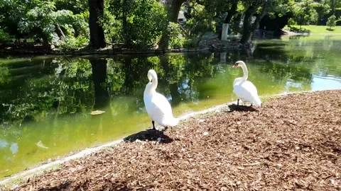 Ducks swimming in the lake Stock Footage 138983000
