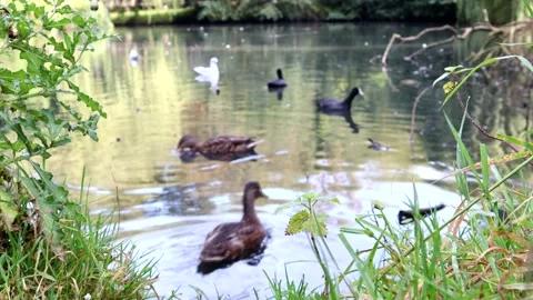 Ducks Swimming On A Lake 스톡 동영상 139574609
