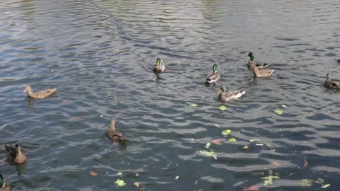 Ducks swimming in the lake Video stock 140599221