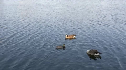 Ducks swimming in lake Stock Footage 140944701