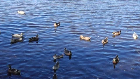 Ducks swimming in the lake Stock Footage 158452506