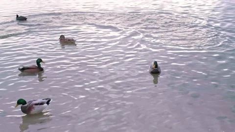 Ducks swimming in the lake Stock Footage 221168920