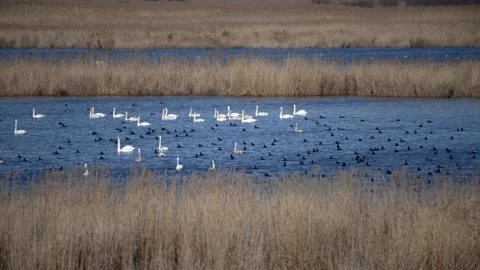 Ducks swimming on the lake Stock-Footage 231161882