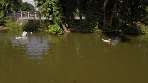 Ducks swimming in the lake Stock Footage 239269719
