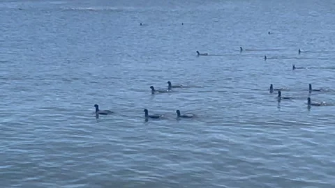Ducks swimming in lake Stock Footage 243754252