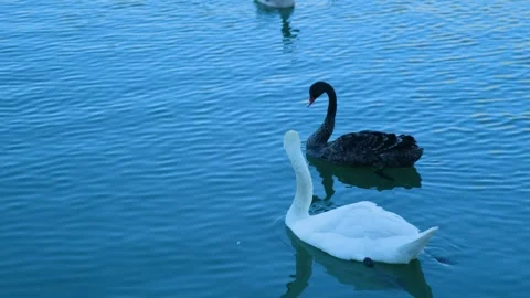 Ducks swimming in a lake Vídeo Stock 247164573