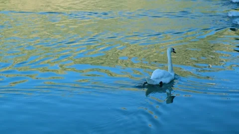 Ducks swimming in a lake Vídeo Stock 247164799