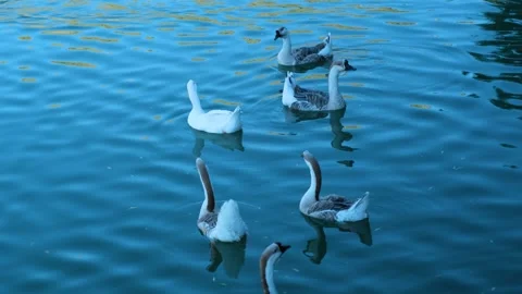 Ducks swimming in a lake Vídeo Stock 247165256