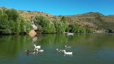 Ducks swimming in a lake Vídeo Stock 247167870