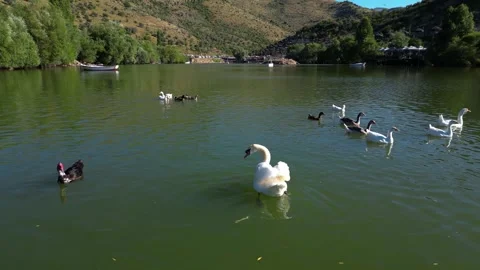 Ducks swimming in a lake Stock Footage 247169223