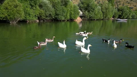 Ducks swimming in a lake Vídeo Stock 247169688