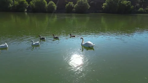 Ducks swimming in a lake Vídeo Stock 247170918
