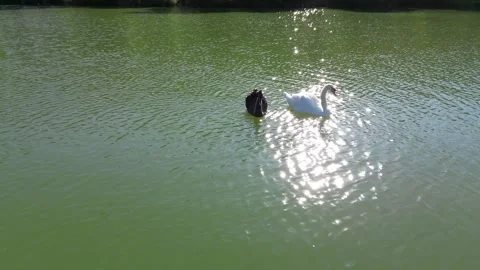 Ducks swimming in a lake Stock Footage 247174373
