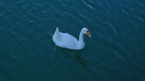 Ducks swimming in a lake Vídeo Stock 247177348