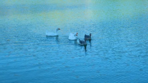 Ducks swimming in a lake Stock Footage 247182475
