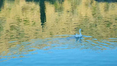 Ducks swimming in a lake Vídeo Stock 247183026