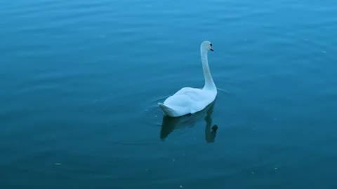Ducks swimming in a lake 库存影片 247183450