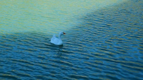 Ducks swimming in a lake Vídeo Stock 247184908