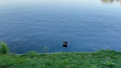 Ducks swimming in the lake Stock Footage 251998967