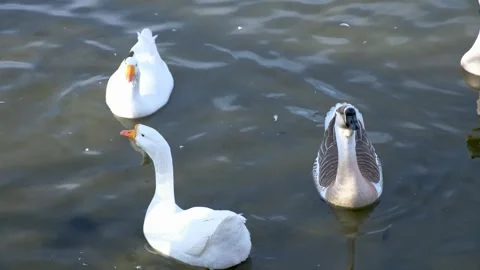 Ducks swimming in the lake Stock Footage 260729552
