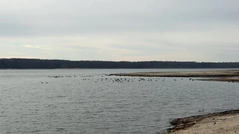 Ducks swimming in lake 動画素材 294886546
