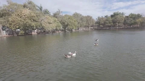 Ducks Swimming in the Lake Stock Footage 321445249