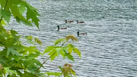 Ducks swimming in the lake Stock Footage 329070701