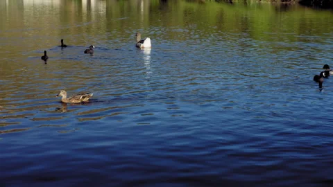 Ducks swimming in the lake Видео 332707058