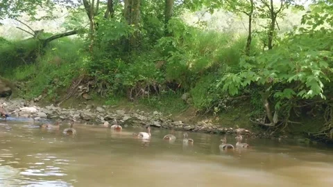 Ducks Swimming on the Lake Stock Footage 335998838