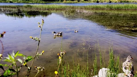 Ducks swimming in the lake Stock Footage 341264240