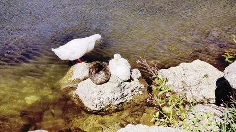 Ducks swimming in the lake Stock Footage 341265585