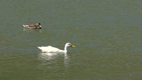 Ducks swimming in the lake Stock Footage 341397531