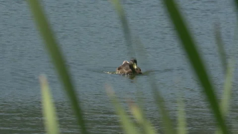 Ducks swimming in the lake Stock Footage 341397575