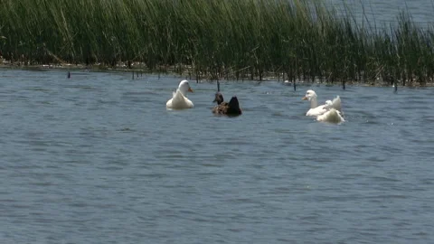 Ducks swimming in the lake Stock Footage 341397610