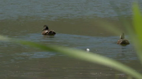 Ducks swimming in the lake Stock Footage 341397641