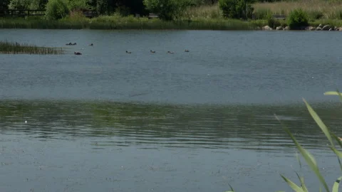 Ducks swimming in the lake Stock Footage 341397663