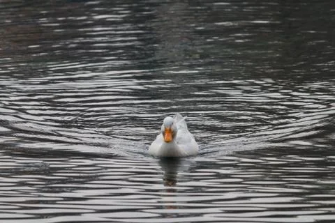 Ducks swimming in a lake Stock Photos